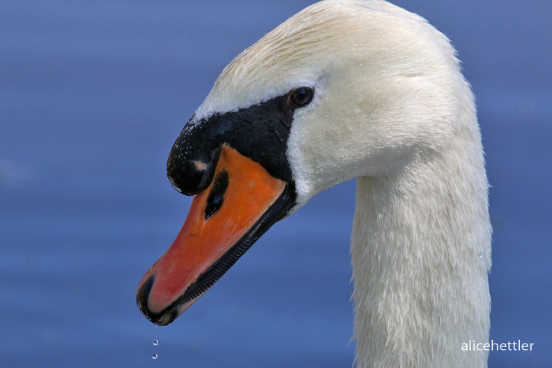 Höckerschwan (Cygnus olor)